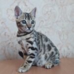 128 Simona purebred Bengal female kitten