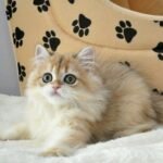 380 Wilfred British longhair male kitten