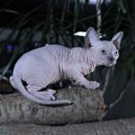 Lanvin male Sphinx kitten