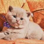 Umka British shorthair male kitten