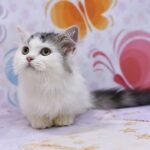 Cupid Munchkin male kitten