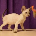 Elliot male kitten Devon Rex