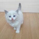 Queen Ragdoll female kitten
