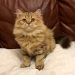 318 Mia Scottish straight longhair female kitten