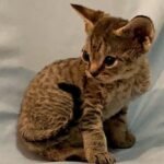 175 Sindy female kitten Devon Rex