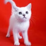 498 Bomba British shorthair female kitten