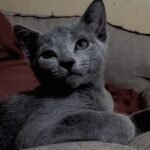 303 Russian Handsome Russian blue male kitten