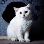 222 Casper British shorthair male kitten