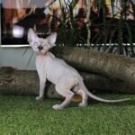 Tina female Sphinx kitten