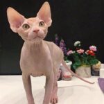 166 Master Yoda male Sphinx kitten