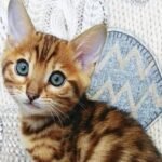 186 Malysh purebred Bengal male kitten