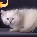 635 Triton Siberian male kitten