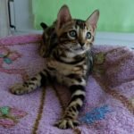 Avalon purebred Bengal male kitten
