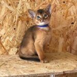 Yoshi purebred Abyssinian male kitten