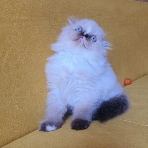 Diva Scottish fold longhair female kitten