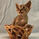 174 Stenly male kitten Devon Rex
