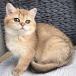 301 Uliana British shorthair female kitten