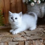 Vasilisa British shorthair female kitten
