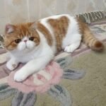 George Exotic shorthair male kitten