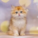 Norman British longhair male kitten