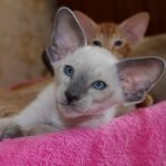 324 Gorgeous Oriental male kitten