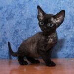 Merilyn female kitten Devon Rex