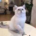 459 Amur Siberian male kitten
