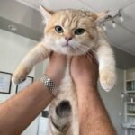 Kira British shorthair female kitten