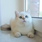 363 Ketti British shorthair female kitten