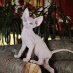 Latifa female Sphinx kitten