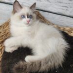 554 Olli Ragdoll female kitten