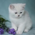 Orianna British shorthair female kitten