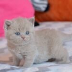 Queen of sharm British shorthair female kitten
