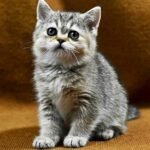183 Pepper Scottish straight shorthair female kitten