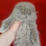 261 Plyucha Scottish fold longhair female kitten
