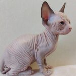 418 Ksynya female Sphinx kitten