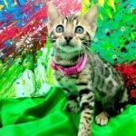 37 Tigran purebred Bengal male kitten