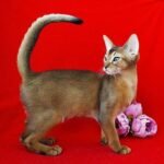 Tarantino purebred Abyssinian male kitten