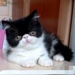 152 Batman Exotic shorthair male kitten