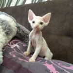 287 Mystic male kitten Devon Rex