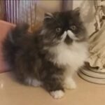 Grand Joy Persian male kitten