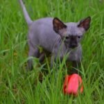 Ronaldo male Sphinx kitten