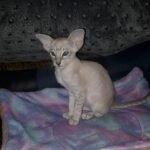 Zhannet Oriental female kitten