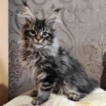 258 Absolom Maine Coon male kitten