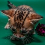 56 Karoline purebred Bengal female kitten