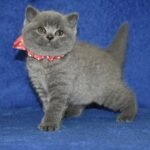 Ustina British shorthair female kitten