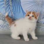 Bohemia Scottish straight shorthair female kitten