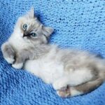 442 Oksik Ragdoll male kitten