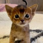 71 Lotus purebred Abyssinian male kitten