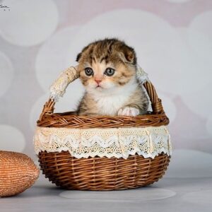 Halwa Scottish fold shorthair female kitten